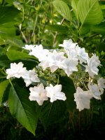 �N�͂���P���܂���